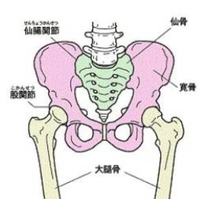 股関節