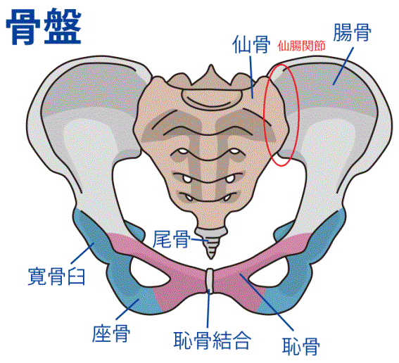骨盤調整と整体で腰痛症の痛みを緩和させ身体の不調を改善いたします。